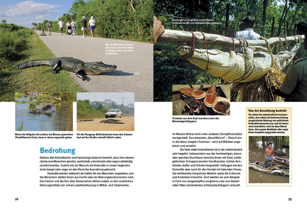 Entdecke die Krokodile